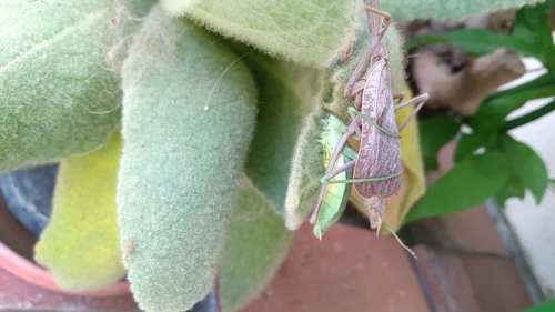 Arizona Mantis photo 5