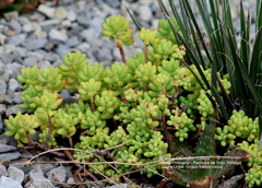 Sedum pachyphyllum