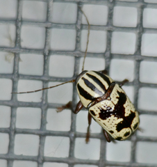 Cryptocephalus leucomelas