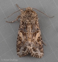 Spodoptera praefica