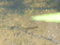 Gasterosteus aculeatus