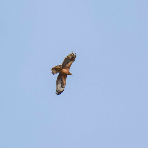 Águila perdicera (Aquila fasciata)