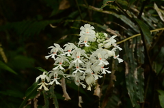 Calanthe triplicata