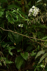 Calanthe triplicata