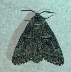 Cossinae