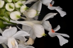 Calanthe triplicata