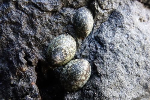 Notoacmea sturnus
