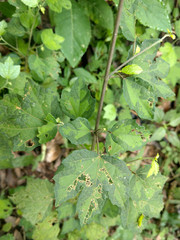 Urena procumbens