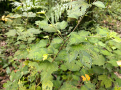 Urena procumbens