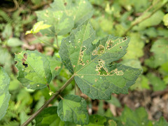 Urena procumbens