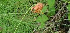 Lilium pardalinum