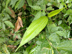 Tropidia curculigoides