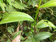 Tropidia curculigoides