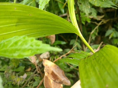 Tropidia curculigoides