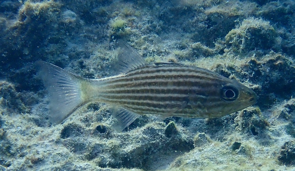 Inbetween Cardinalfish
