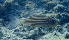 Cheilodipterus intermedius