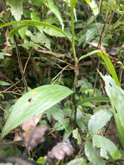 Tropidia curculigoides