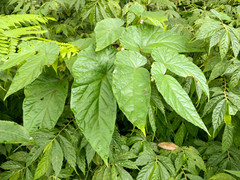 Begonia longifolia