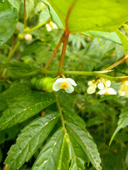Begonia longifolia