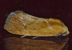 Ponometia exigua