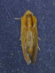 Ponometia exigua