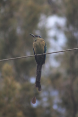 Momotus aequatorialis