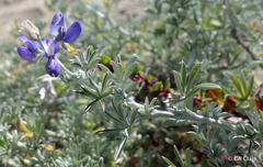 Lupinus tidestromii