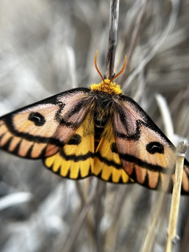 Elegant Sheep Moth photo 3
