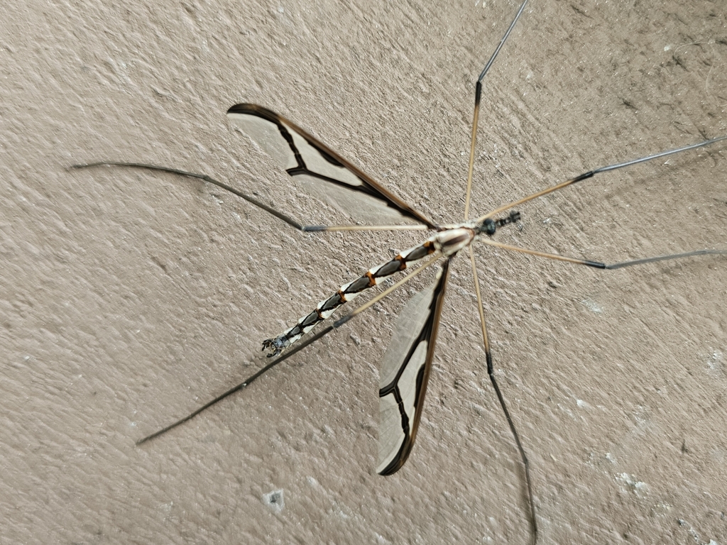 Giant Eastern Crane Fly