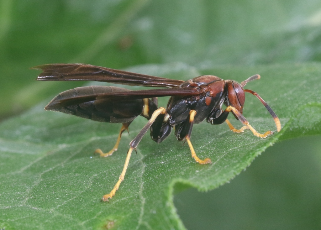 Ringed Paper Wasp