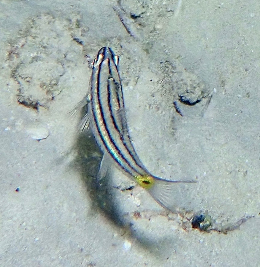 Fivelined cardinalfish