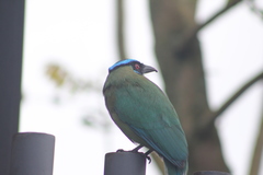 Momotus aequatorialis