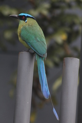 Momotus aequatorialis