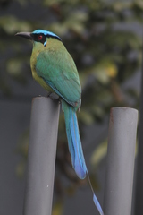 Momotus aequatorialis