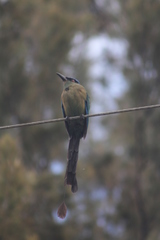 Momotus aequatorialis