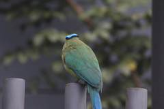 Momotus aequatorialis