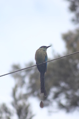 Momotus aequatorialis