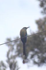 Momotus aequatorialis