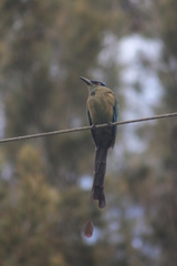 Momotus aequatorialis