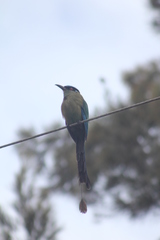 Momotus aequatorialis