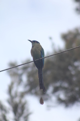 Momotus aequatorialis
