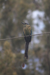 Momotus aequatorialis