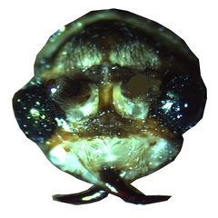Ithone wilsoni
