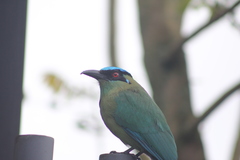 Momotus aequatorialis