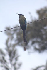 Momotus aequatorialis