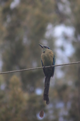 Momotus aequatorialis