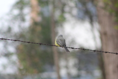 Tyrannus melancholicus