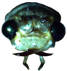 Ithone wilsoni