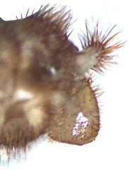 Ithone wilsoni