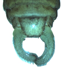 Ithone wilsoni